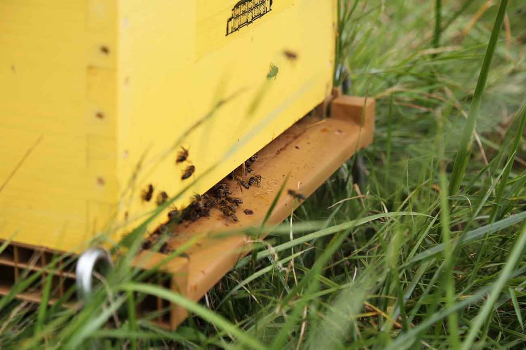 miel-chateau-dauzac-abeilles