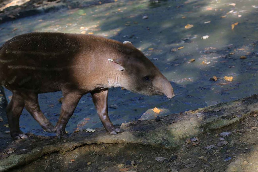 tapir-zoo